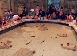 news-Shark-Reef-Aquarium-Touch-Pool