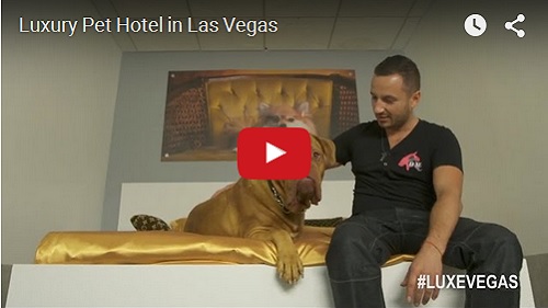 WWW-Luxury Pet Hotel in Las Vegas