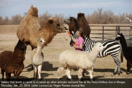 news-Roos-N-More in Moapa cleared to reopen with restrictions