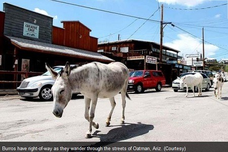 news-Check Out The Old West And Rte 66 In Oatman Arizona For Your Next Tour