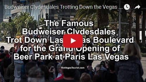 WWW-Budweiser Clydesdales Trotting Down The Vegas Strip