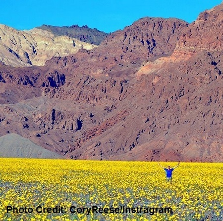 news-Death Valley Is Blanketed In Yellow Wildflowers During Rare Superbloom