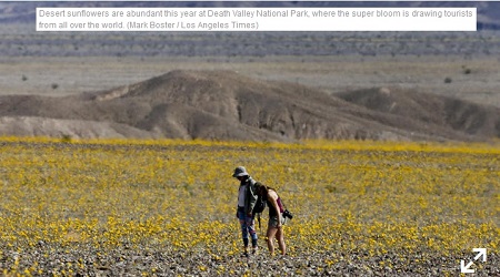 news-Where Are The Best Places To Stay To See Death Valleys Super Blooms